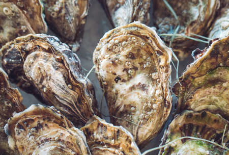 Oysters and other seafood on ice on the shop counter.の写真素材