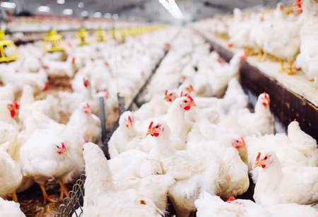 Indoors chicken farm, chicken feeding, large egg productionの写真素材