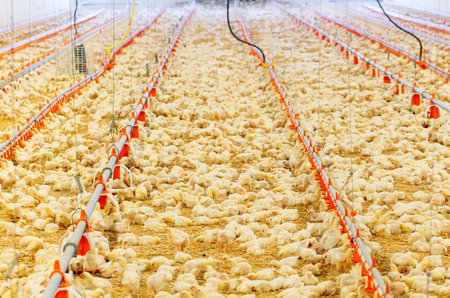Indoors chicken farm, chicken feeding, large egg production
