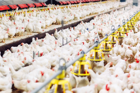 Indoors chicken farm, chicken feeding, large egg production