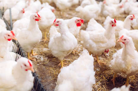 Indoors chicken farm, chicken feeding, large egg productionの写真素材