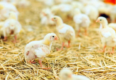 Indoors chicken farm, chicken feeding, large egg productionの写真素材