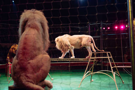 representation of lions in a cage in the circusの写真素材