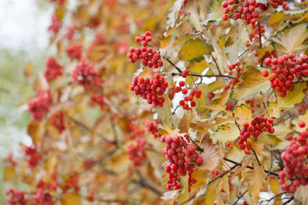 Red viburnum branch in the garden. Viburnum viburnum opulus berries and leaves outdoor in autumn fall. Bunch of red viburnum berries on a branchの写真素材