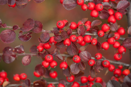 Bright red berries of bearberry cotoneaster
