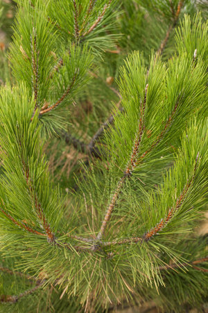 Pine Needles Abstract Background. Needles on a pine branch