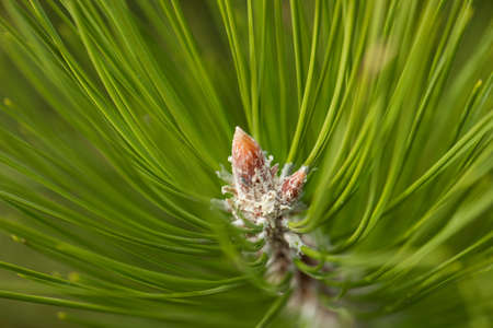 Pine Needles Abstract Background. Needles on a pine branchの写真素材