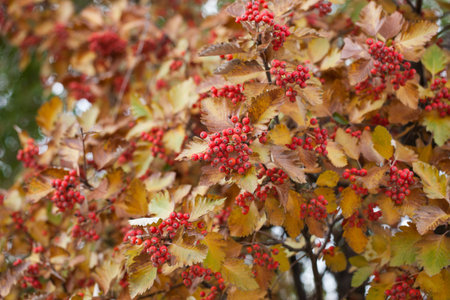 Red viburnum branch in the garden. Viburnum viburnum opulus berries and leaves outdoor in autumn...