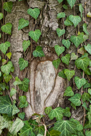 Weaving ivy on the bark of an old tree. natural texture, background, close-up.の写真素材