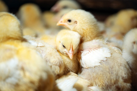 Broiler Chicken Chicks at the poultry farm.