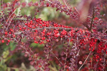 Bright red berries of bearberry cotoneaster in the park.