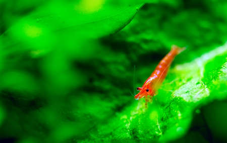 Big fire red or cherry dwarf shrimp with green background in fresh water aquarium tank.の写真素材