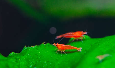 Big fire red or cherry dwarf shrimp with green background in fresh water aquarium tank.の写真素材