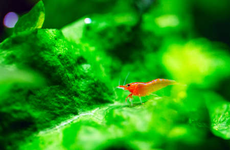 Big fire red or cherry dwarf shrimp with green background in fresh water aquarium tank.の写真素材