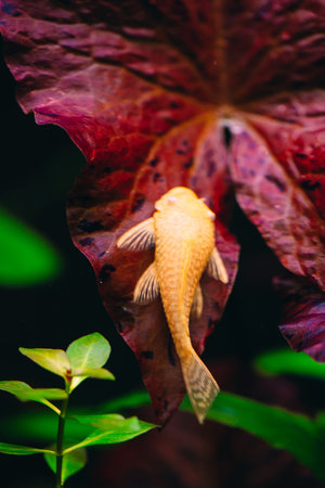 Yellow Ancistrus albino in a freshwater aquarium.