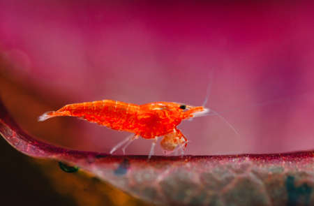 Big fire red or cherry dwarf shrimp with green background in fresh water aquarium tank.の写真素材
