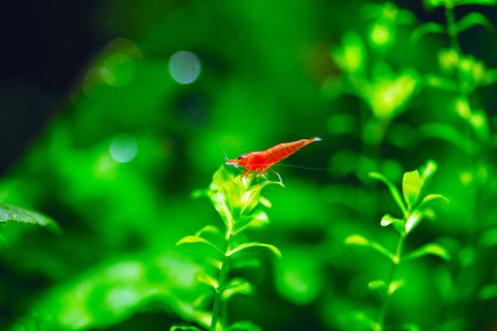 Big fire red or cherry dwarf shrimp with green background in fresh water aquarium tank.