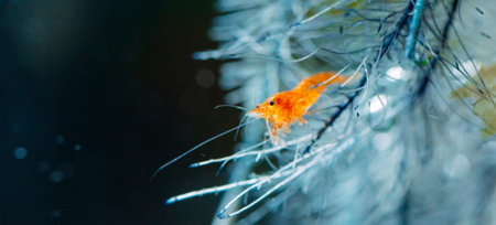 Big fire red or cherry dwarf shrimp with green background in fresh water aquarium tank.