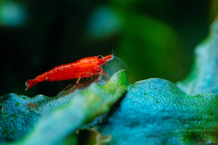 Big fire red or cherry dwarf shrimp with green background in fresh water aquarium tank.