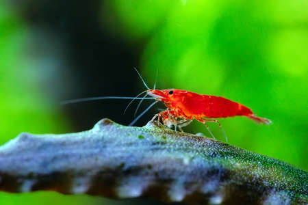 Big fire red or cherry dwarf shrimp with green background in fresh water aquarium tank.の写真素材