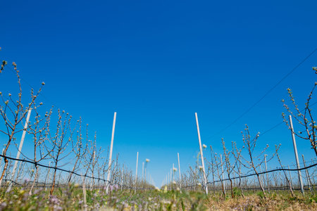 Apple orchard garden in springtime with rows of trees with blossom.