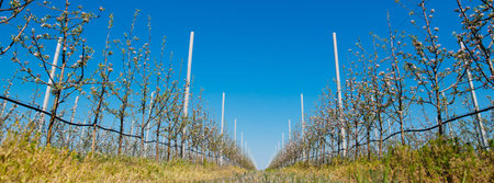 Apple orchard garden in springtime with rows of trees with blossom.