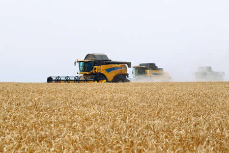 Combine harvester harvests ripe wheat. Agriculture. Wheat fields.