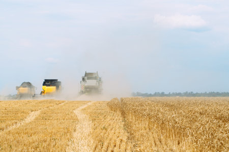 Combine harvester harvests ripe wheat. Agriculture. Wheat fields.