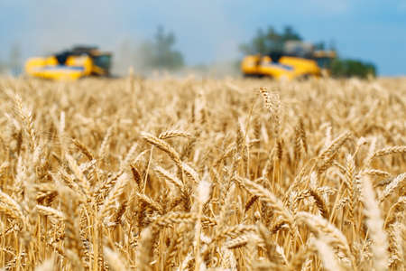 Combine harvester harvests ripe wheat. Agriculture. Wheat fields.の写真素材