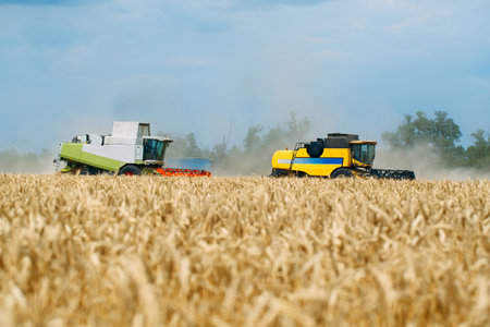 Combine harvester harvests ripe wheat. Agriculture. Wheat fields.