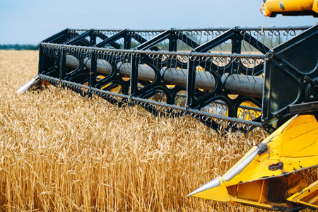 Combine harvester harvests ripe wheat. Agriculture. Wheat fields.