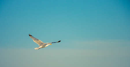 Seagull flying in the skyの写真素材