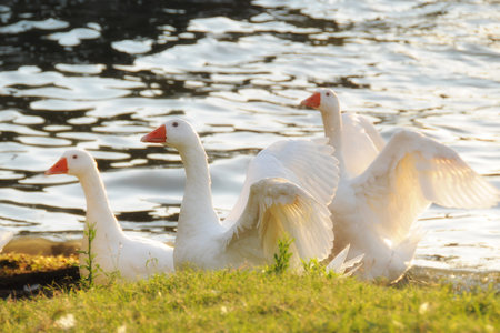  geese running on the sea shore at sunsetの写真素材