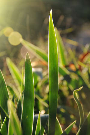 backlight without florar liliesの写真素材
