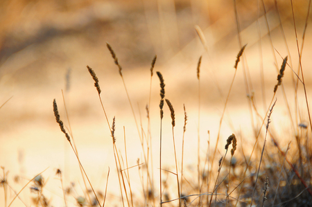 pin group backlit fieldの写真素材