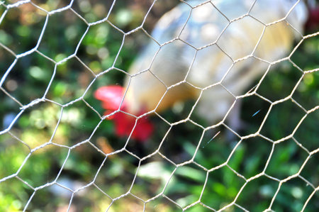 Hen behind bars eating a chicken coop in the grassの写真素材