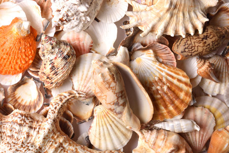 Group of seashells stacked on top view. Different textures and colors of shells