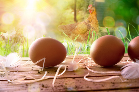 Freshly picked eggs on wooden base and background with chickens in the field and backlit sun. Front view. Horizontal composition.の写真素材