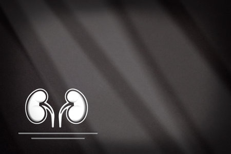 Card or medical background on the kidney with two kidneys and gray gradient background with white...