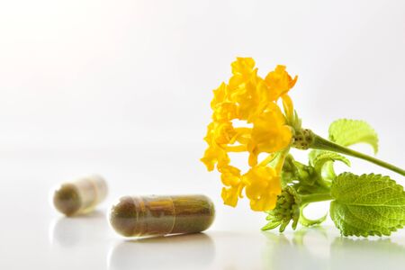 Natural medicine capsules and plant with flowers on white table isolated white. Natural medicine concept. Front view. Horizontal composition.の写真素材