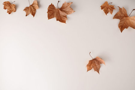 Autumn background concept on white table with dried platanus leaves falling from the top. Top view