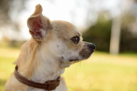 Close-up of side head of chihuahua in park looking attentive. Horizontal composition.の写真素材