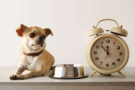 Chihuahua waiting for lunch next to his bowl and an alarm clock. Front view. Horizontal composition.の写真素材