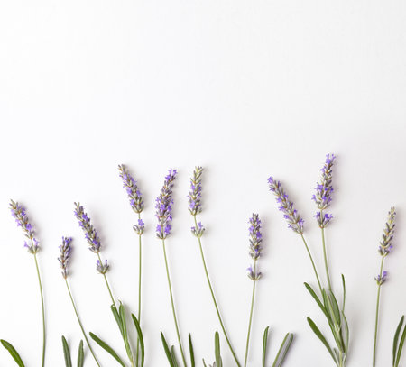Floral background with blooming lavender spikes on white table. Topview. Landscape composition.の写真素材