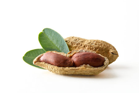 Macro detail of peanuts with open peanut showing the grains isolated on white background. Front...