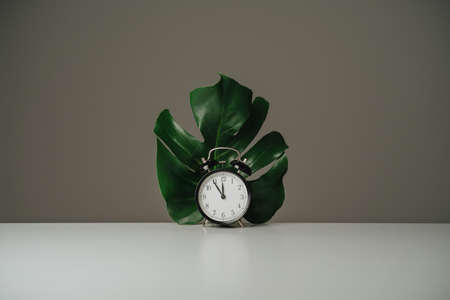 Black alarm clock and tropical palm leaf on gray background with copy space.の写真素材