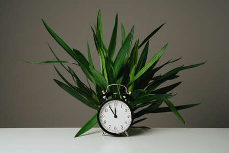Black clock and green tree standing on white table with gray backgroundの写真素材