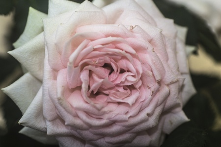 Pink roseの写真素材