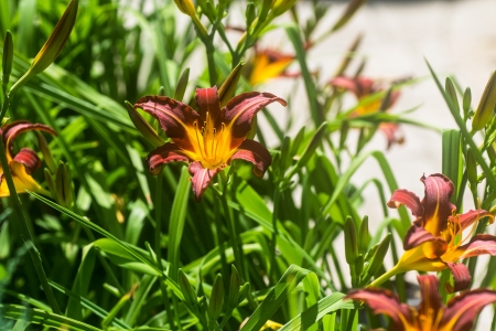 Flower の写真素材