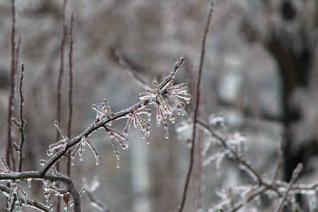 Branchの写真素材